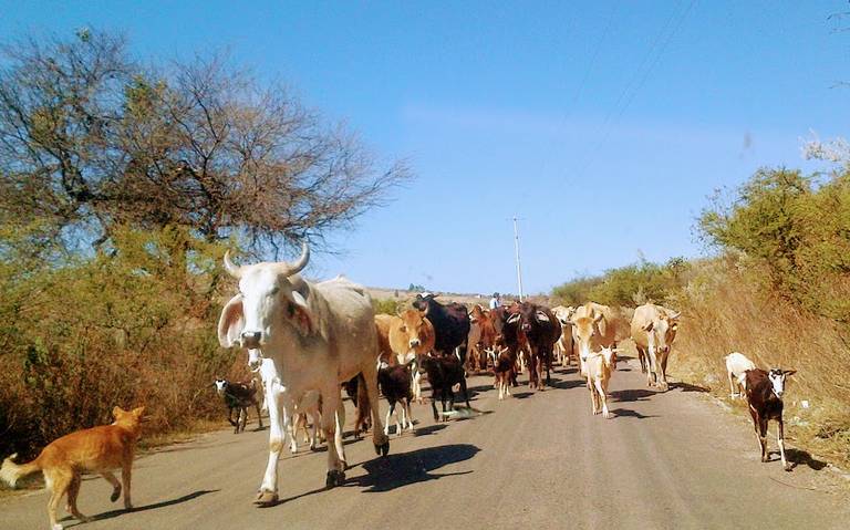 Poca agua encarece forraje para ganado en Juventino Rosas