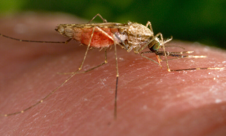 Texas y Florida registran cinco casos de malaria de transmisión local