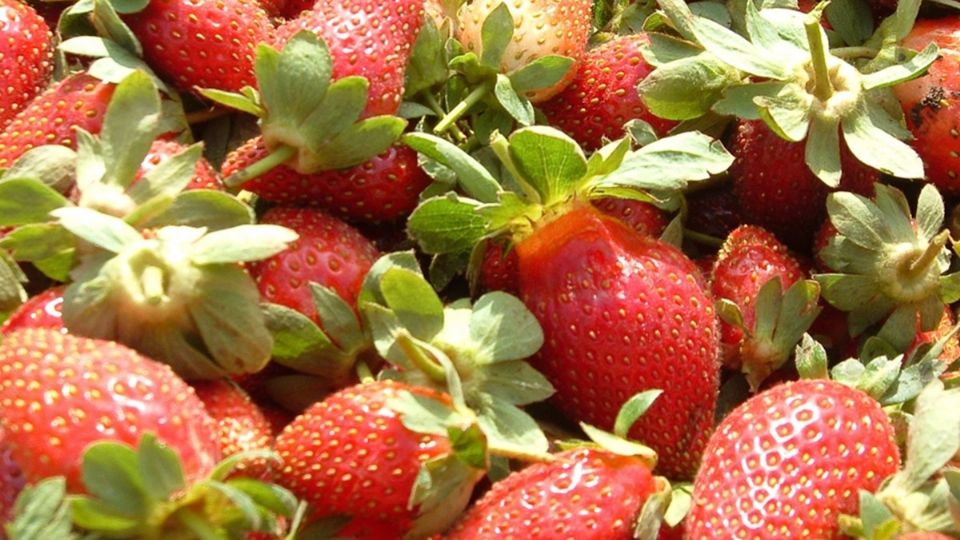 EU retira del mercado fresas mexicanas por brote de hepatitis A