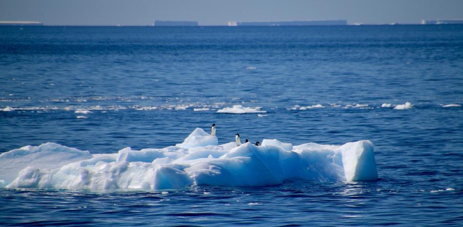Identificada la dispersión de gripe aviar de alta patogenicidad en la península Antártica