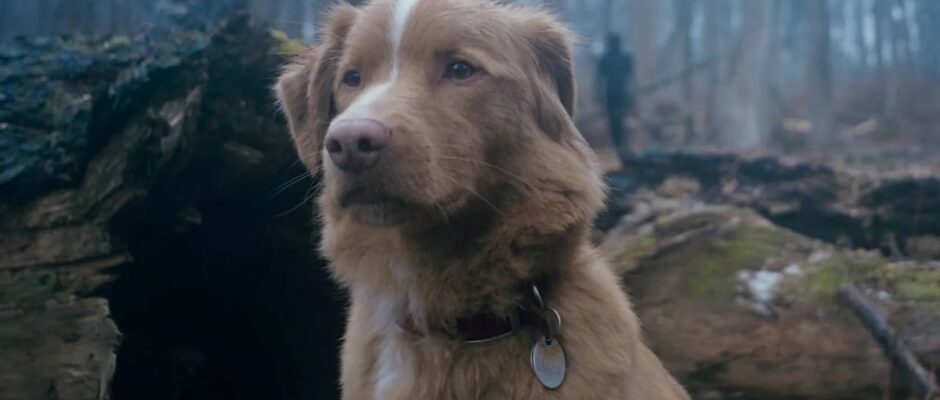 El Perro Estrella: Indy, el héroe canine de la pantalla grande, conquista los Astra Awards 2026 con su actuación impresionante en Good Boy.