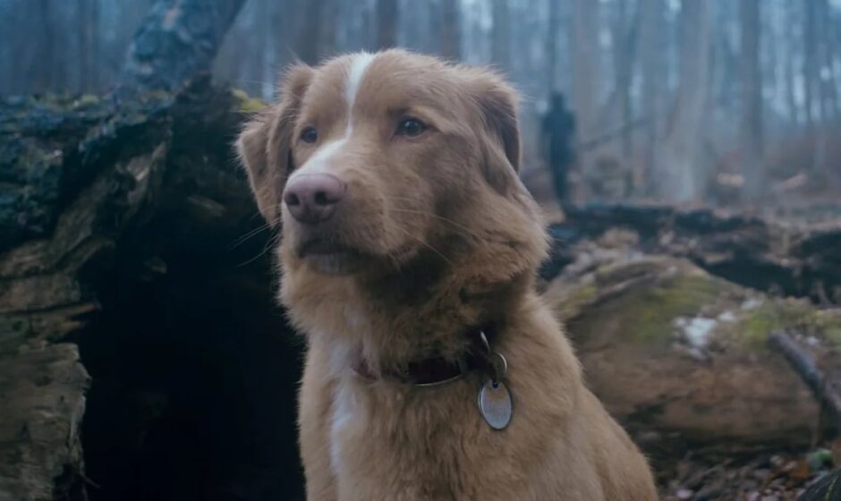 El Perro Estrella: Indy, el héroe canine de la pantalla grande, conquista los Astra Awards 2026 con su actuación impresionante en Good Boy.