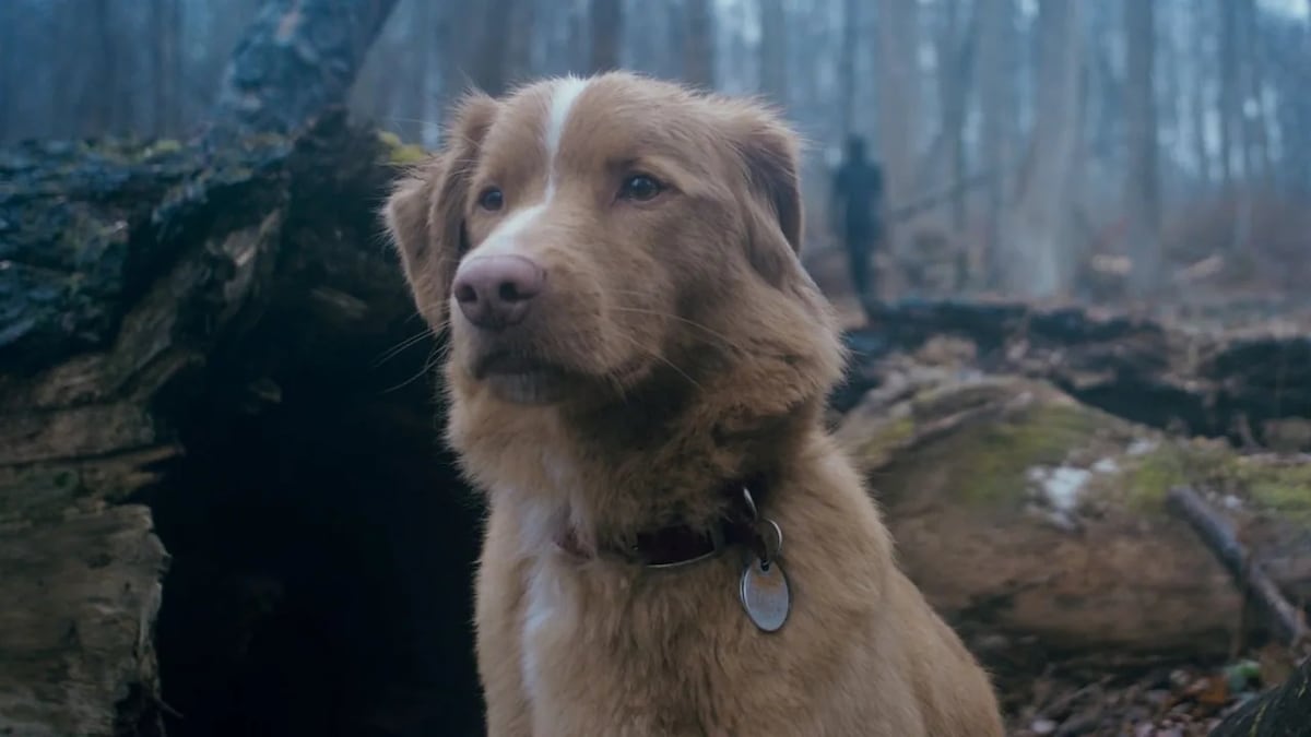 El Perro Estrella: Indy, el héroe canine de la pantalla grande, conquista los Astra Awards 2026 con su actuación impresionante en Good Boy.