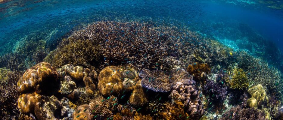 La Protección Oceánica se Enfunda: Entrada en Vigor del Tratado de Alta Mar para Salvaguardar el Futuro de la Navegación y la Vida Marina