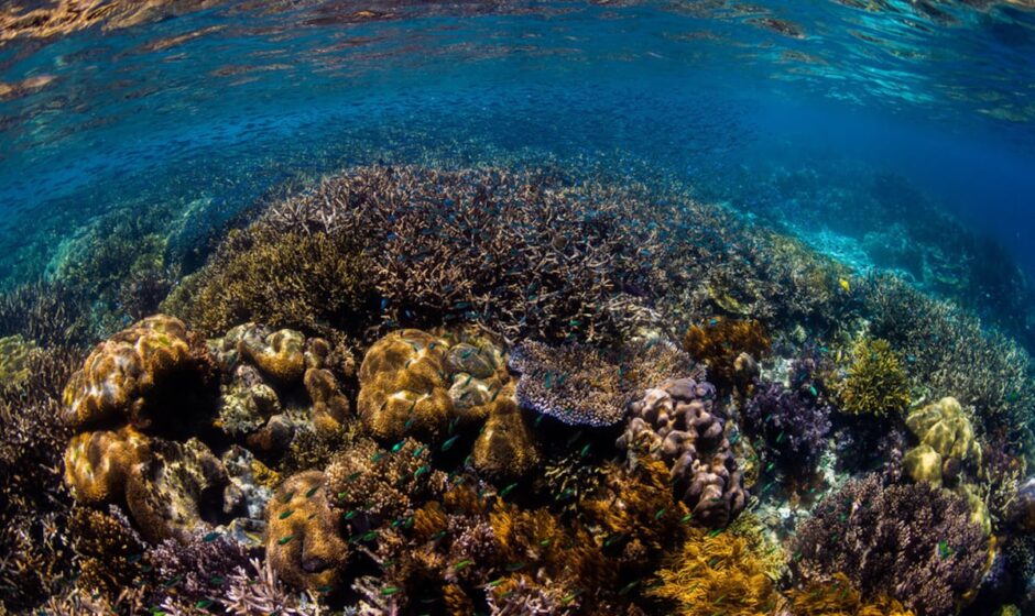 La Protección Oceánica se Enfunda: Entrada en Vigor del Tratado de Alta Mar para Salvaguardar el Futuro de la Navegación y la Vida Marina