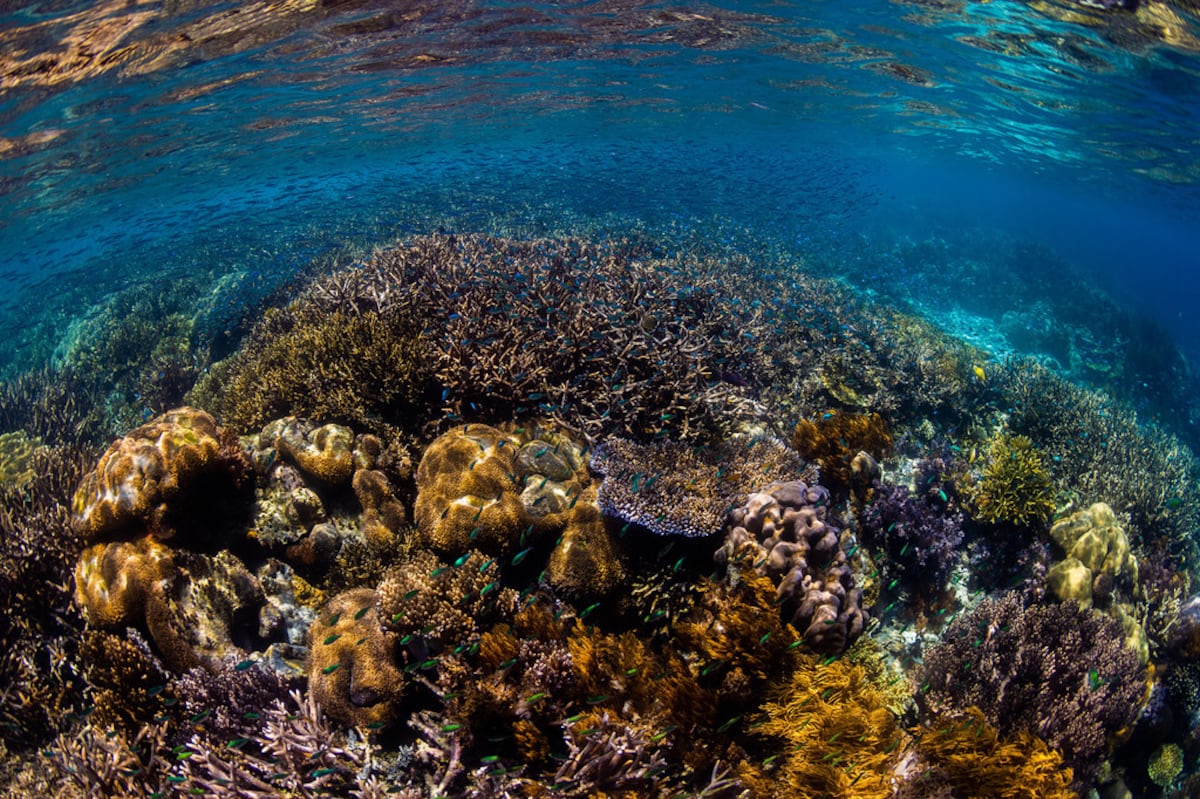 La Protección Oceánica se Enfunda: Entrada en Vigor del Tratado de Alta Mar para Salvaguardar el Futuro de la Navegación y la Vida Marina