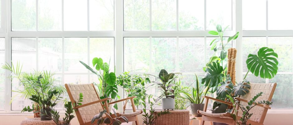 El Misterio de la Energía: Descubre cómo las Plantas Invisibles pueden estar afectando el Poder y el Bienestar en Tu Hogar