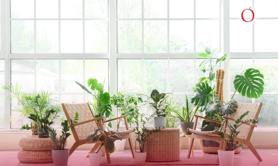 El Misterio de la Energía: Descubre cómo las Plantas Invisibles pueden estar afectando el Poder y el Bienestar en Tu Hogar