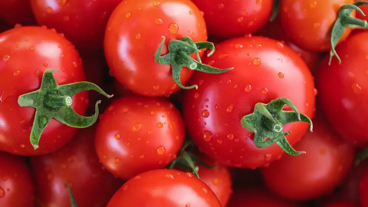 Canadá gana el mercado de tomate que México ha perdido en EU