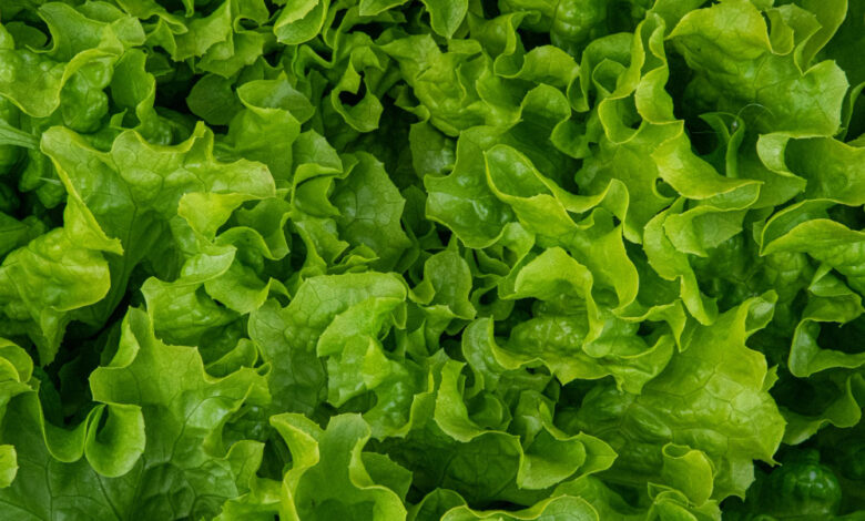 FDA investiga brote de diarrea tras falso positivo a lechuga mexicana