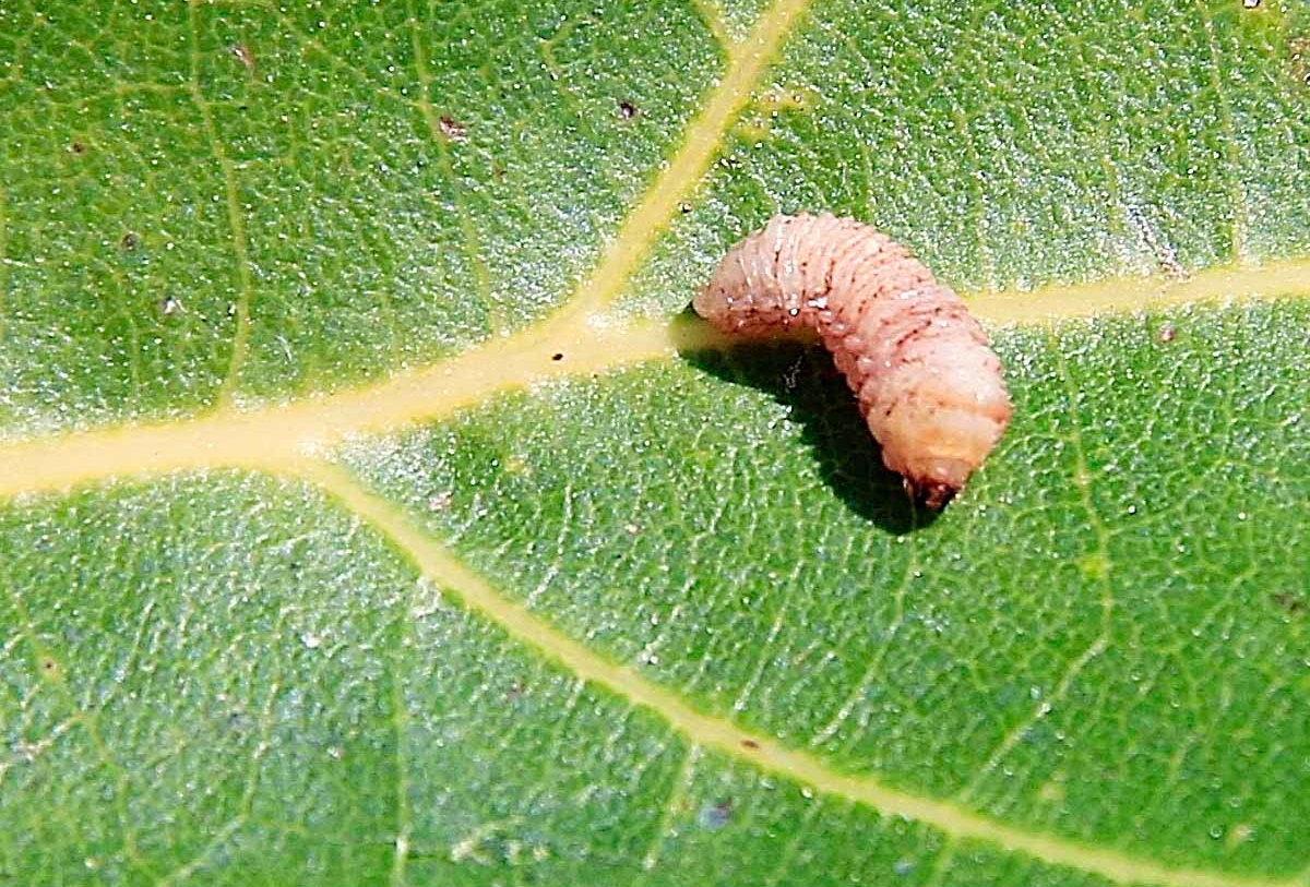 México acelera producción de moscas estériles para combatir el gusano barrenador