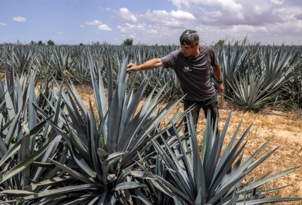 ¡México pone freno al “tequila” israelí! El agave azul no basta para usar el nombre